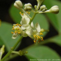 Clausena anisata (Willd.) Hook.f. ex Benth.